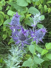 Eryngium leavenworthii