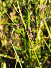 Carex magellanica