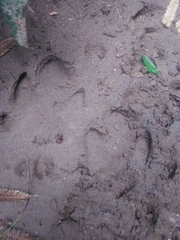 Tapirus terrestris
