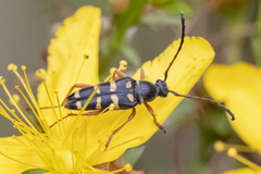 Typocerus sparsus
