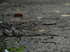 Geopelia striata