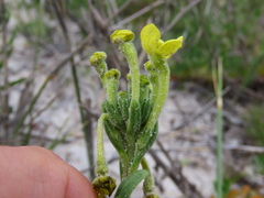 Lyperia lychnidea