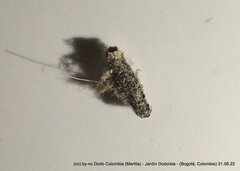 Tineinae