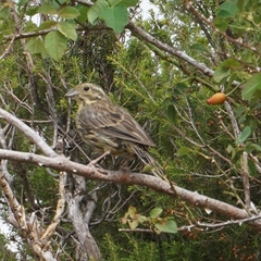 Emberiza cirlus