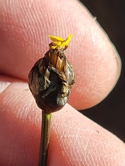 Xyris montana