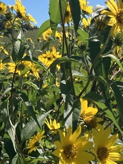 Helianthus grosseserratus