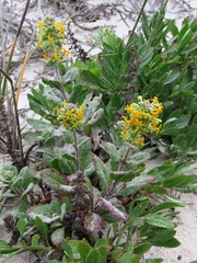 Manulea tomentosa