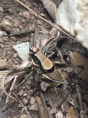 Eupholidoptera megastyla