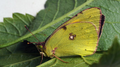 Colias myrmidone