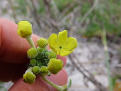 Lyperia lychnidea