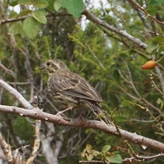 Emberiza cirlus
