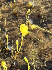 Utricularia radiata