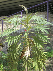 Bocconia arborea