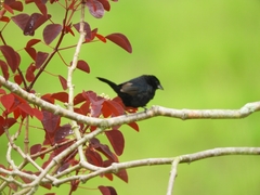 Volatinia jacarina