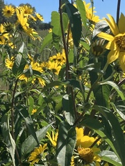 Helianthus grosseserratus