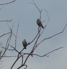 Sturnus vulgaris
