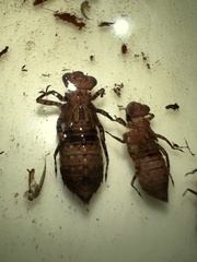 Gomphidae