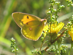 Colias myrmidone