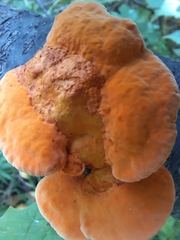 Trametes cinnabarina