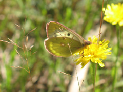 Colias myrmidone