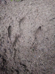 Tapirus terrestris
