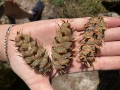 Pseudotsuga menziesii glauca