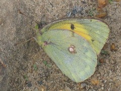 Colias myrmidone