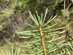 Pseudotsuga menziesii glauca