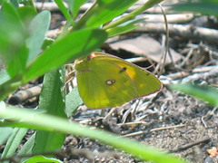 Colias myrmidone