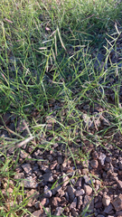 Bouteloua aristidoides