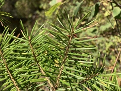 Pseudotsuga menziesii glauca