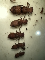 Gomphidae
