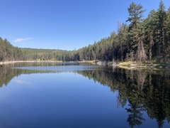 Pseudotsuga menziesii glauca