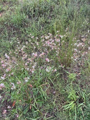 Oenothera filiformis