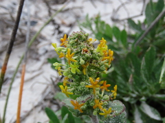 Manulea tomentosa