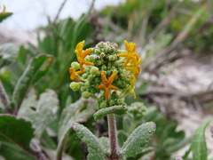 Manulea tomentosa