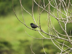 Volatinia jacarina
