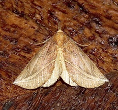 Phyprosopus callitrichoides