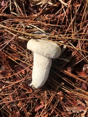 Boletaceae
