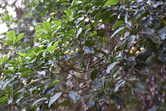 Acronychia pedunculata