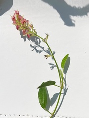 Alysicarpus vaginalis