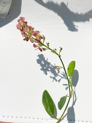 Alysicarpus vaginalis