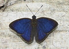 Euriphene