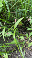 Persicaria maculosa