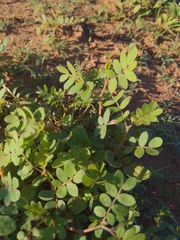 Kallstroemia parviflora