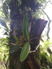 Comparettia macroplectron