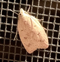 Machimia tentoriferella