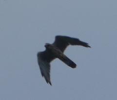 Falco tinnunculus