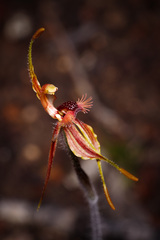 Caladenia plicata