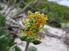 Manulea tomentosa